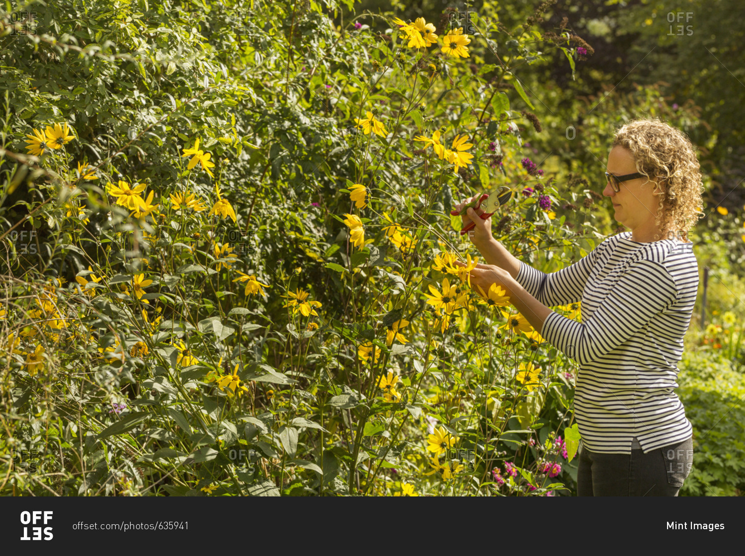 Side view of woman standing in a garden in summer, cutting yellow flowers.