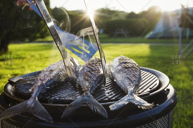 A small barbeque with three fresh mackerel fish on the grill, and a person using tongs to turn the fish.