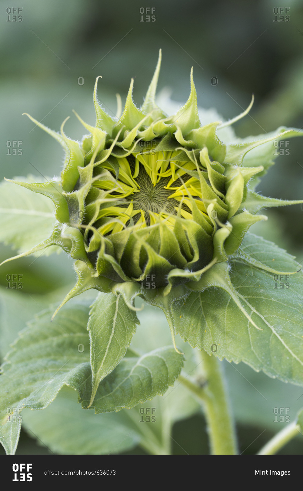 Close up of flower head of sunflower.