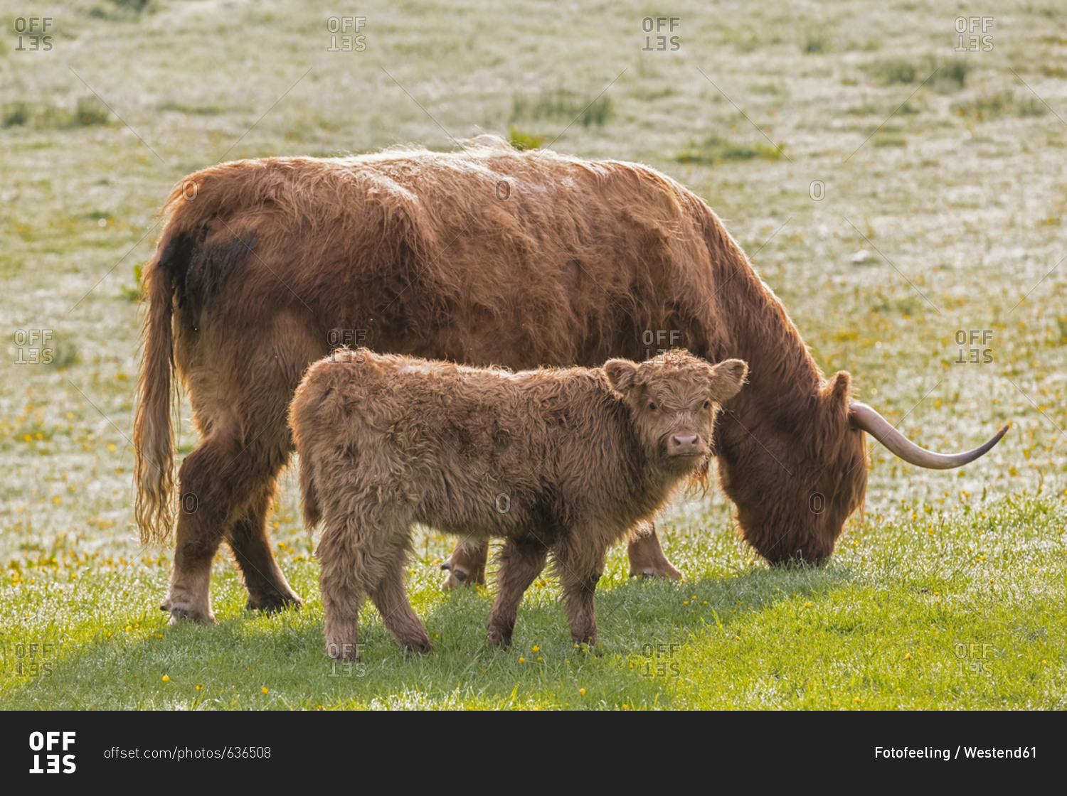 Great Britain- Scotland- Scottish Highlands- Highland cattle with young animal