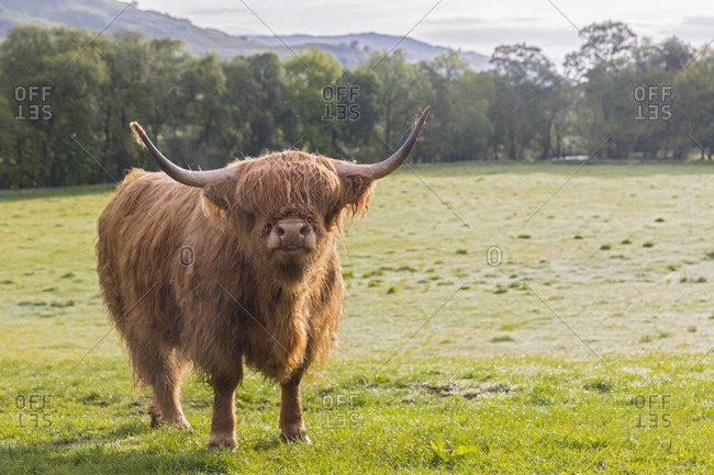 Great Britain- Scotland- Scottish Highlands- Highland Cattle