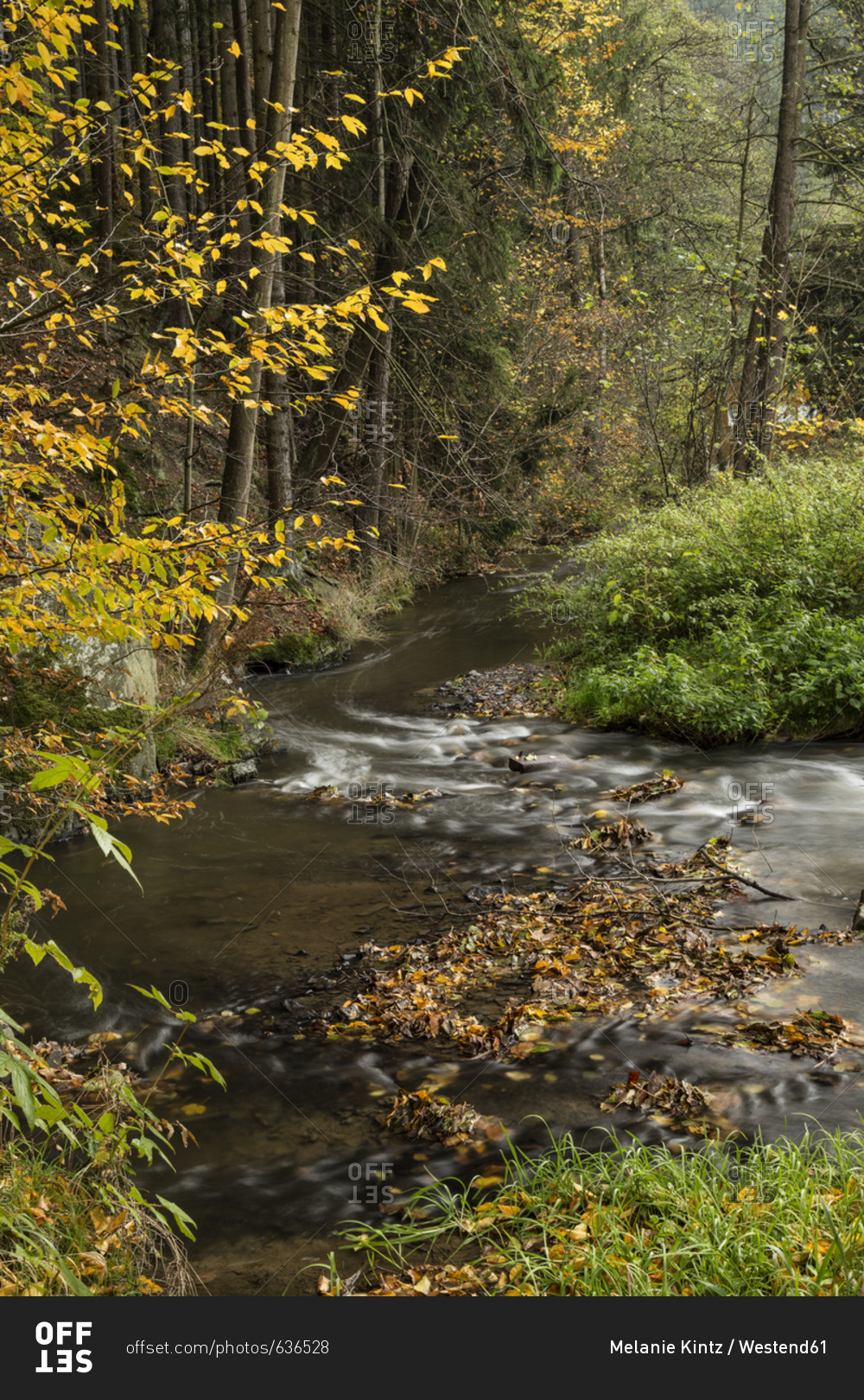 Germany- Thuringia- Ziegenrueck- mountain stream in autumn