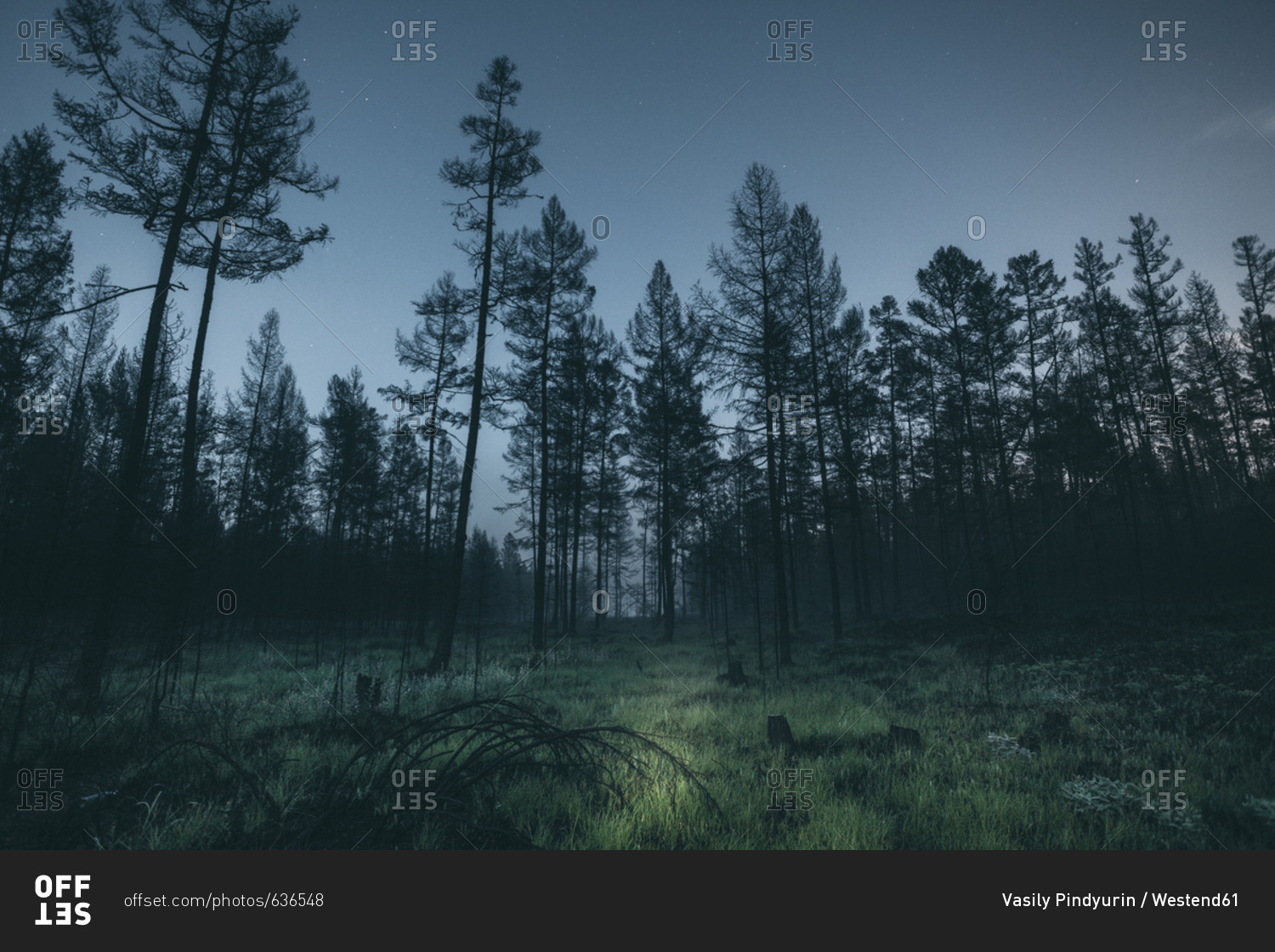 Night forest стим фото 79