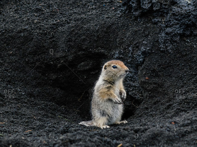 European ground squirrel in the dirt near Kamchatka
