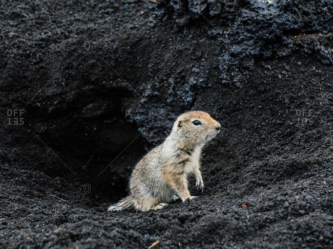 European ground squirrel in the dirt