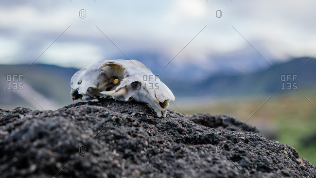 European ground squirrel skull on a mound of dirt