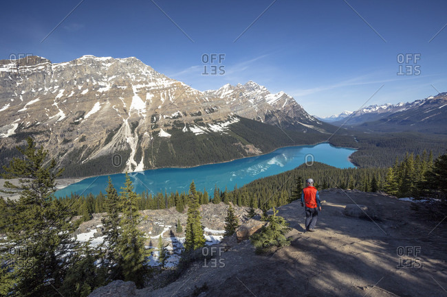 A male hiker in an orange vest overlooks the emerald blue waters of Peyto Lake and the surrounding snowy Canadian Rocky Mountains in Banff National Park in Alberta Canada.