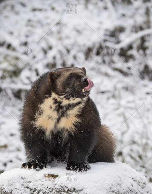 Front view of wolverine (Gulo gulo) in controlled situation sitting on snow, Haines, Alaska, USA