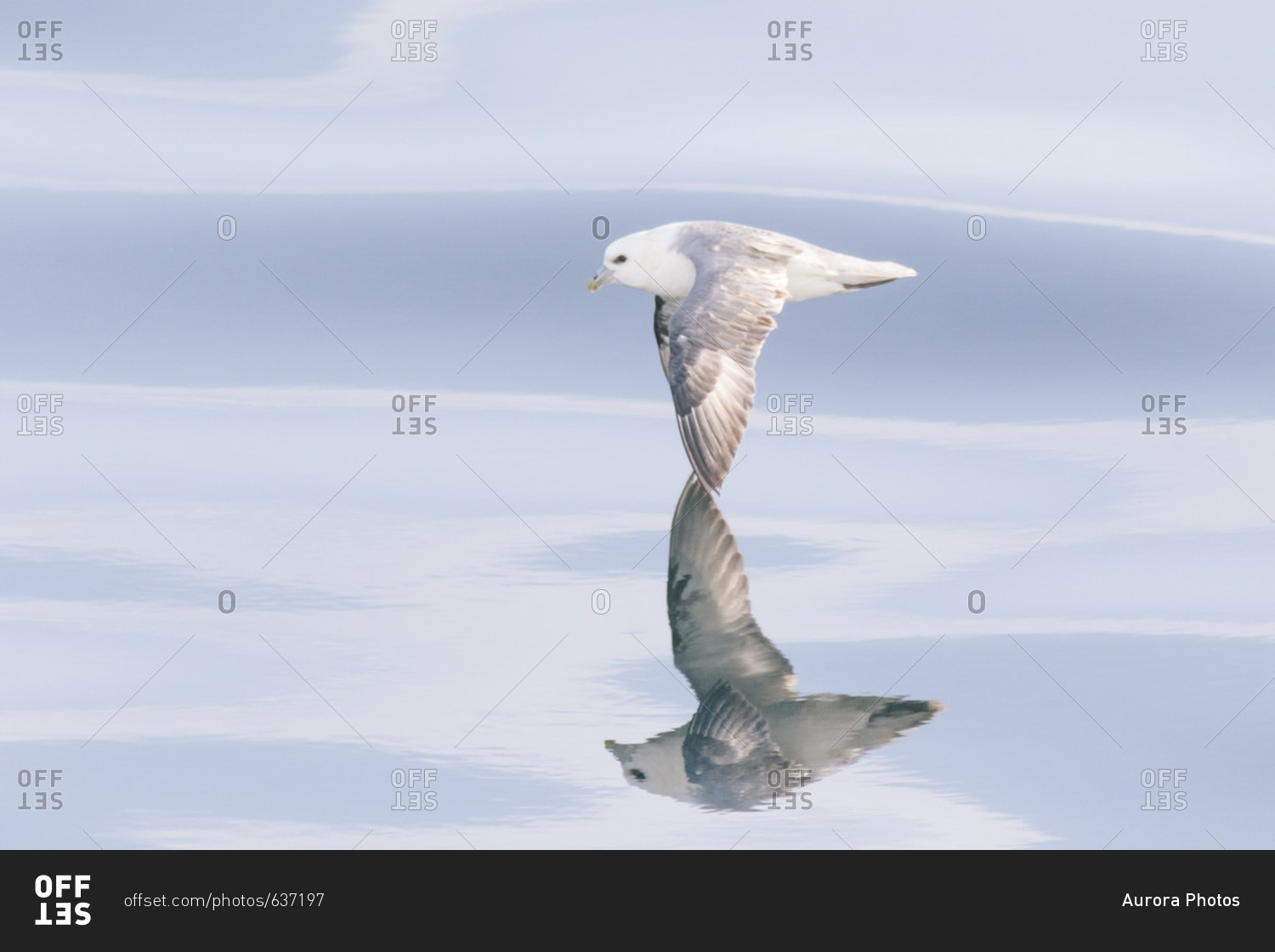 Single fulmar bird flying above water surface, Iceland