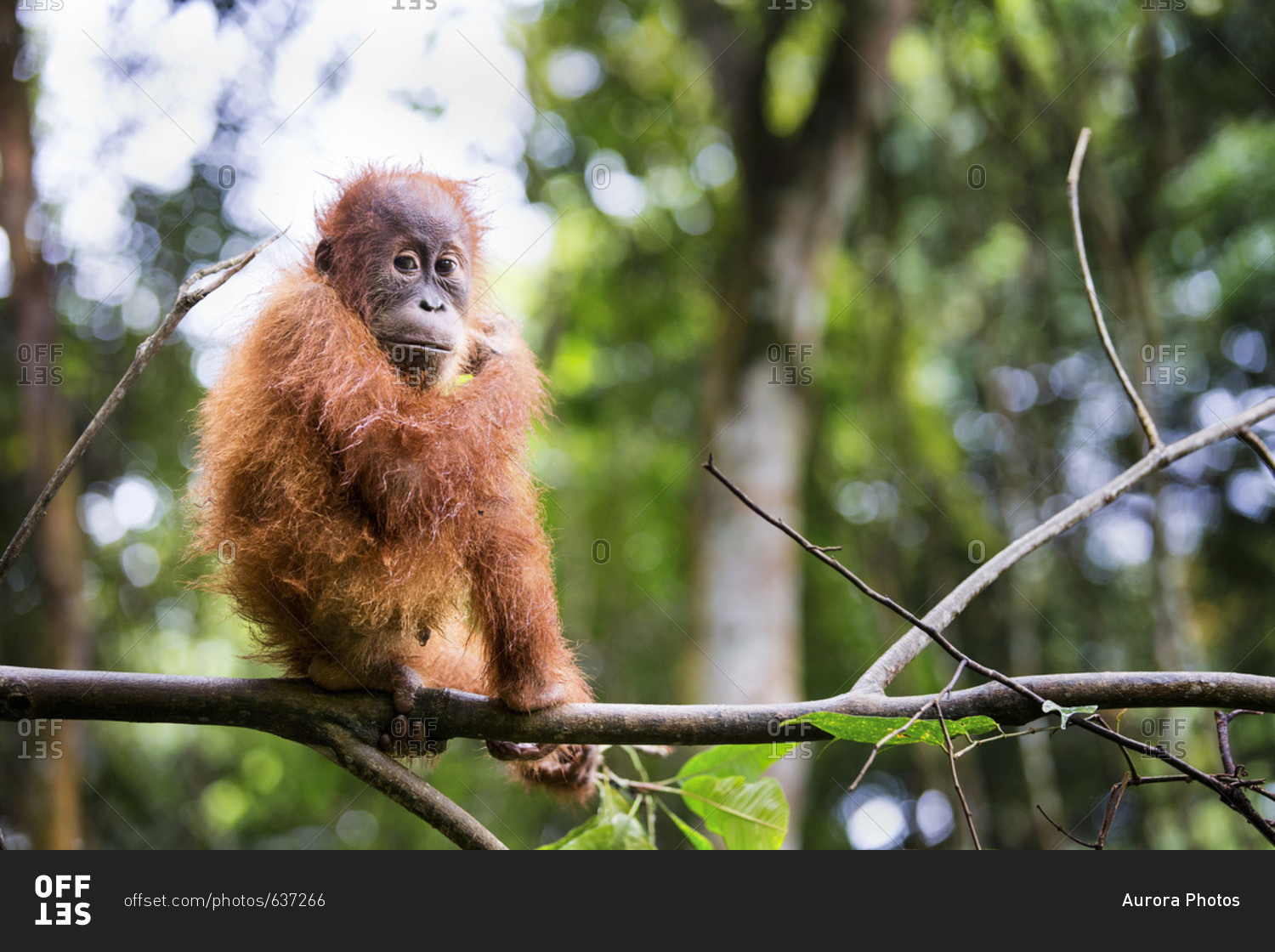 A baby  Sumatran Orangutan pauses for a moment while 