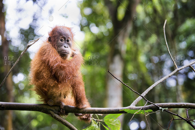 A baby Sumatran Orangutan pauses for a moment while playing on a branch in Gunung Leuser National Park, Sumatra, Indonesia.