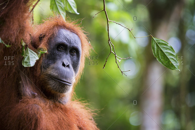 A female critically endangered Sumatran Orangutan pauses for a brief moment while climbing a tree in search of figs.
