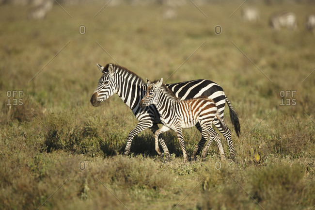Side view of zebra walking with foal, Serengeti National Park, Tanzania