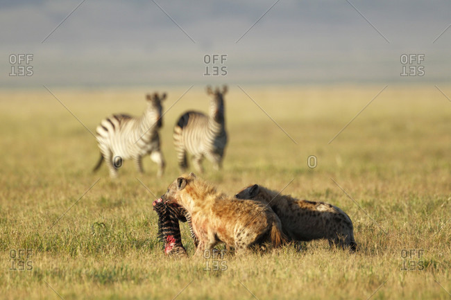 Hyenas eating zebra foal with adult zebras in background, Ngorongoro Crater, Tanzania