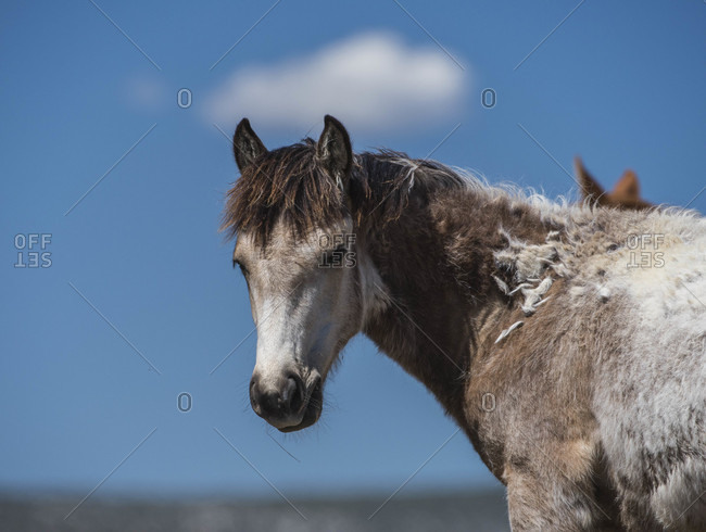 Molting wild foal in Sand Wash Basin, USA