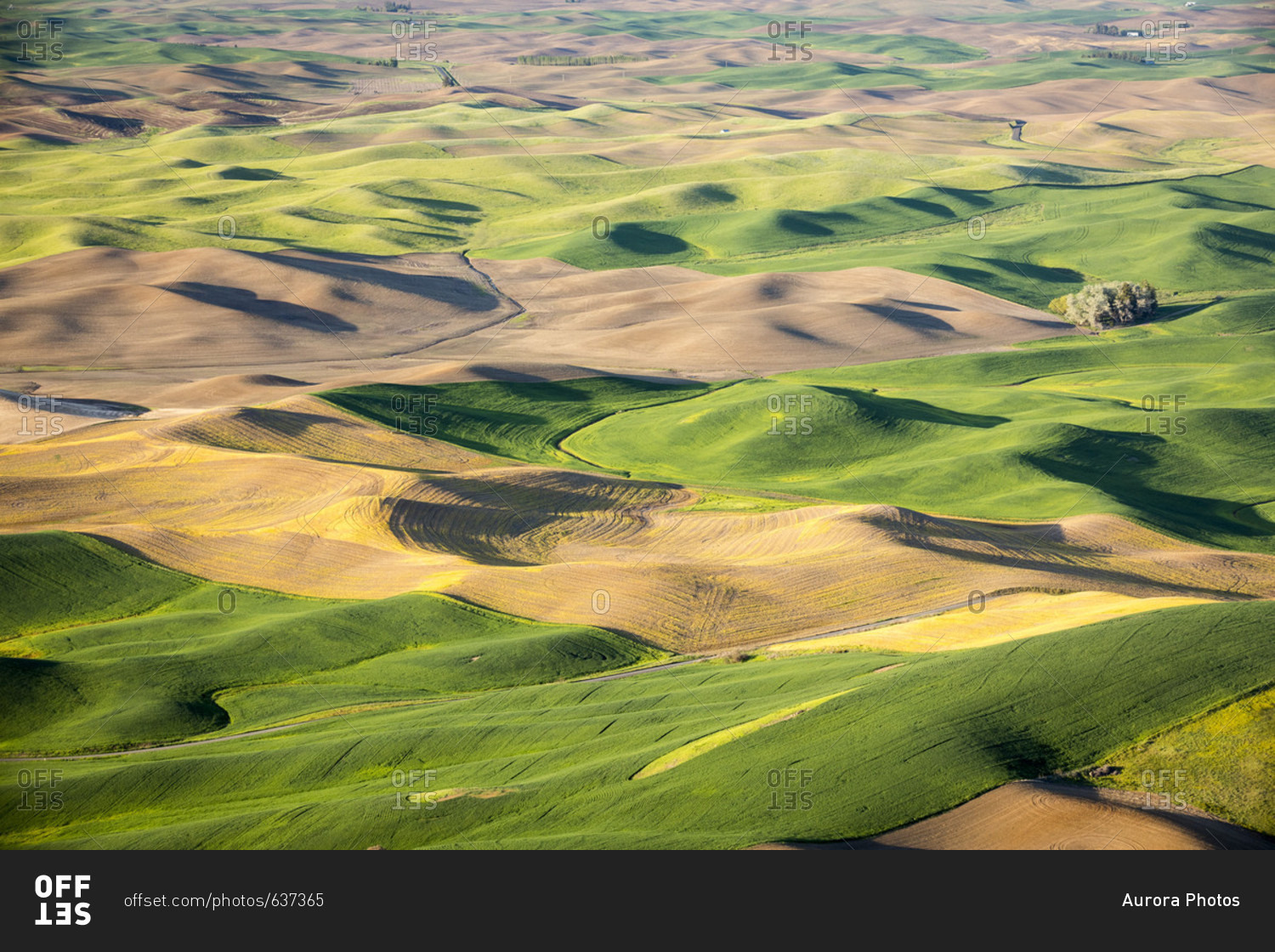 Scenic view of rolling hills in Palouse region, Garfield, Washington ...