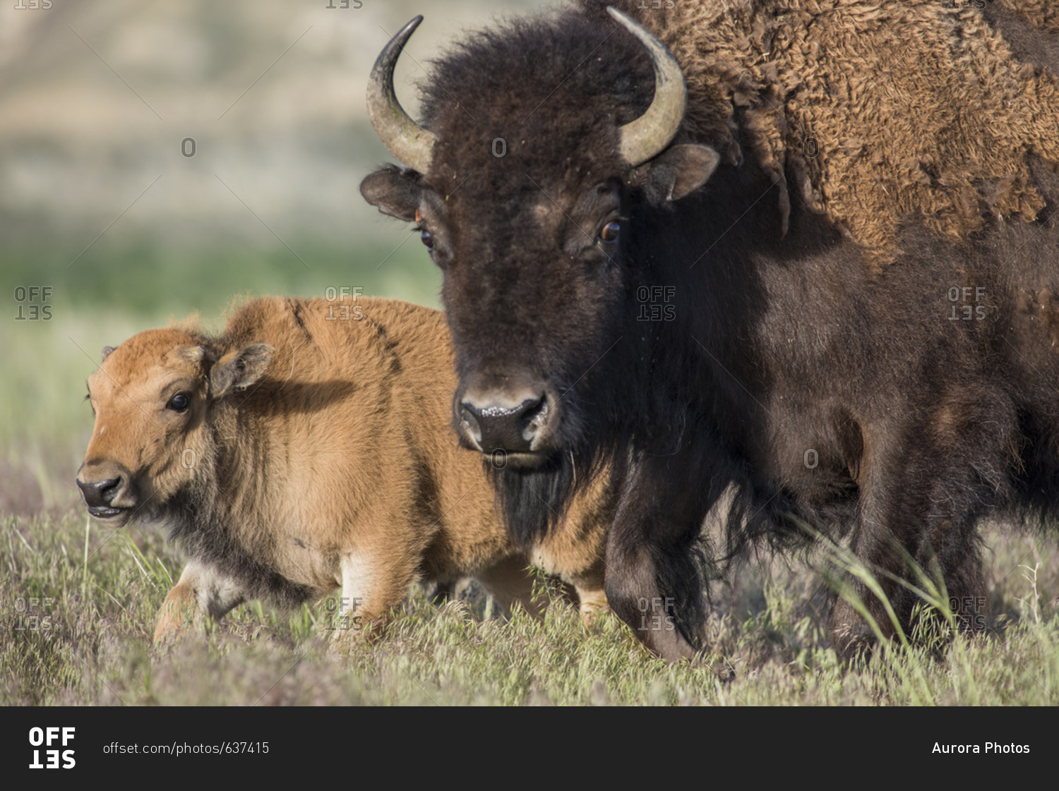 On Wednesday May 3, the first genetically pure bison calf was born on the Wind River Reservation, WY, in over 130 years. This birth follows the return of bison, traditionally called buffalo by Native American tribes, when 10 animals were released last Nov