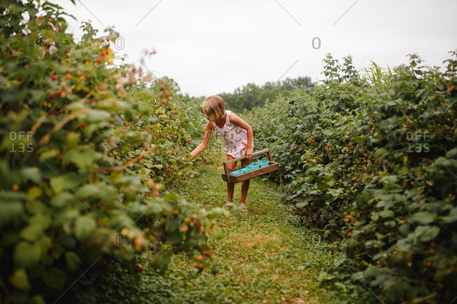 Young girl picks raspberries