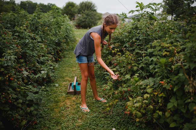 Teenage girl picks raspberries