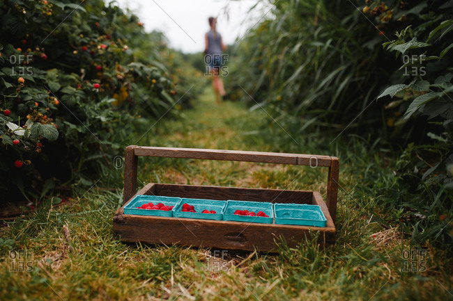 View of a picking tray with some raspberries as a girl walks away