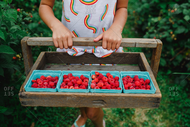 Child holds a picking tray full of ripe raspberries