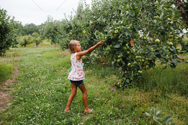 Young girl picks fruit from a tree in an orchard