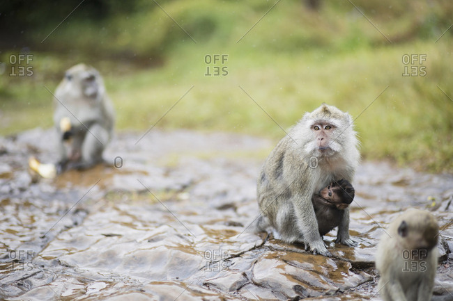 Egret monkey with baby