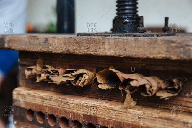Cigars in the process of being pressed