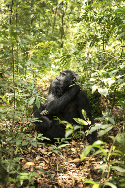 Chimpanzee looking away while relaxing on field amidst plants in forest