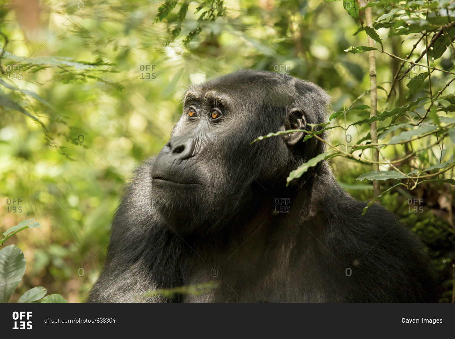 Chimpanzee looking away while sitting amidst plants in forest