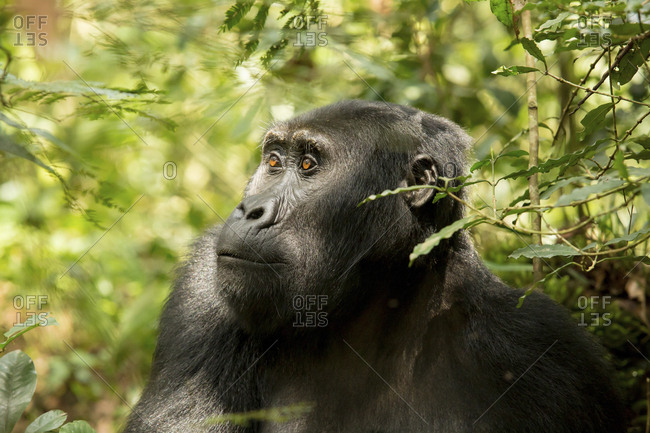 Chimpanzee looking away while sitting amidst plants in forest