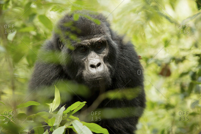 Close-up of chimpanzee looking down while standing in forest