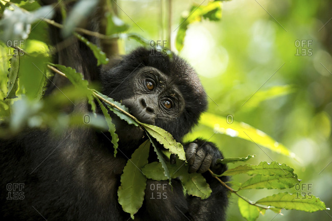 Close-up of chimpanzee eating plant in forest