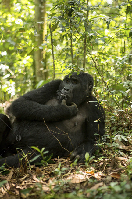 Low angle view of chimpanzee relaxing on field in forest