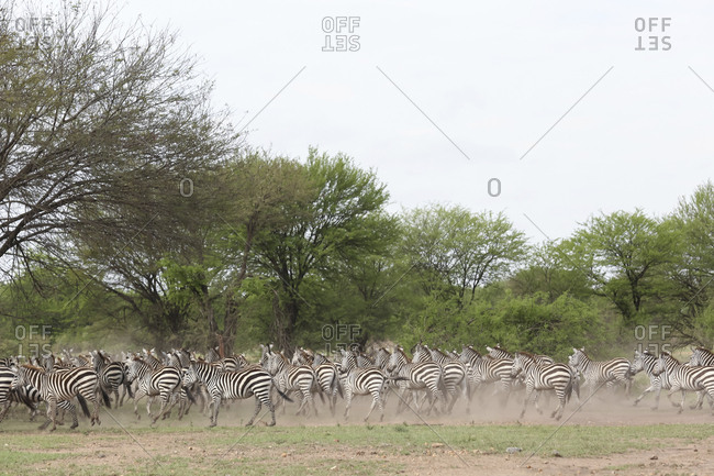 Zebras running on field at Serengeti National Park against clear sky