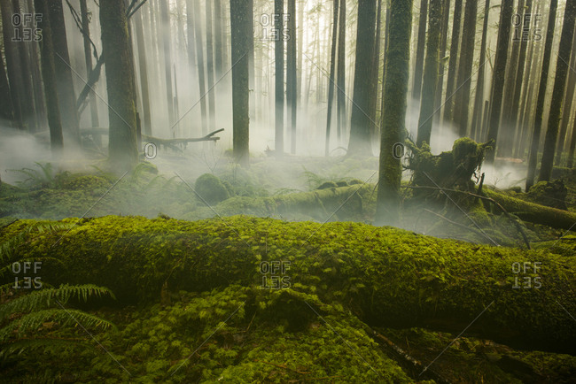 Scenic view of trees growing at North Cascades National Park during foggy weather