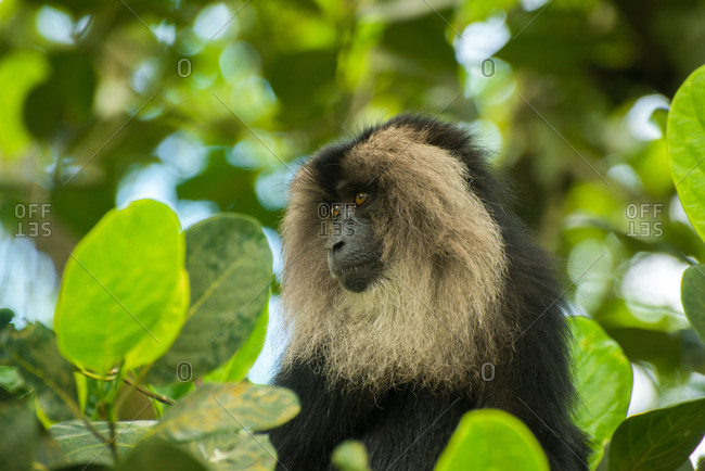 A Lion tailed macaque, macaca silenus, sits on a tree top