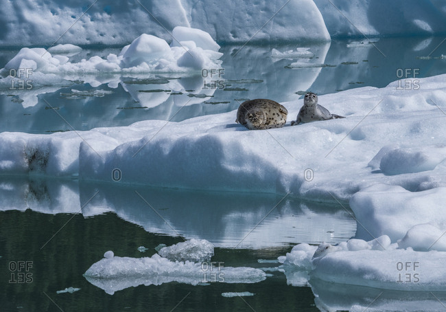 Harbor seals resting on ice