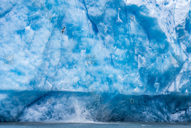A black legged kittiwake in flight next to Juneau's Mendenhall Glacier