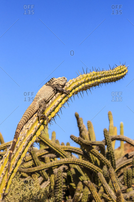 San Esteban spiny-tailed iguana, Ctenosaura conspicuosa, warming on a galloping cactus