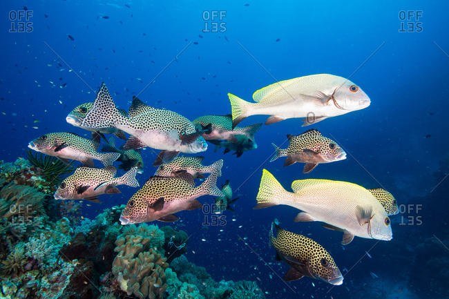 Harlequin sweetlips, Plectorhinchus chaetodonoides, on a healthy coral reef surrounded by small reef fish