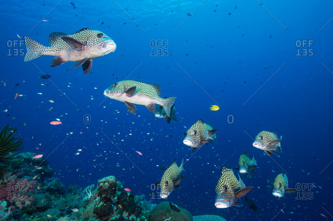 Harlequin sweetlips, Plectorhinchus chaetodonoides, on a healthy coral reef surrounded by small reef fish