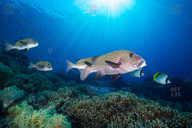 Harlequin sweetlips, Plectorhinchus chaetodonoides, hover over a staghorn coral reef