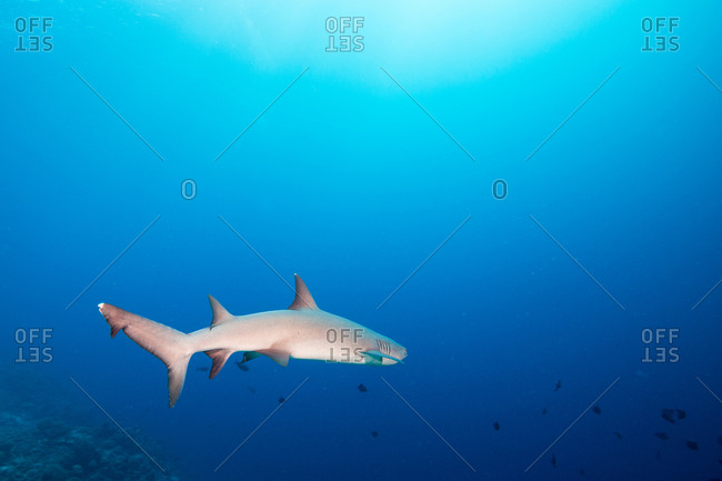 A white tip reef shark, Triaenodon obesus, swims into deep blue water