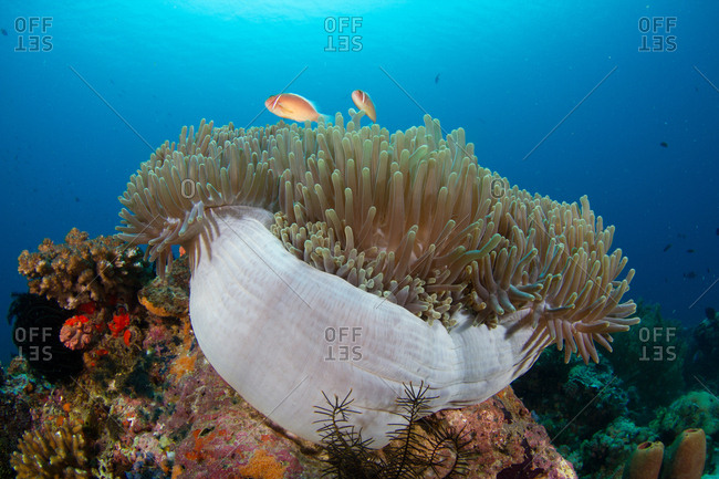 Pink anemonefish, Amphiprion perideraion, swim over their host anemone