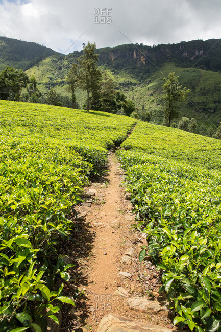 Tea plantation in the mountains of central Sri Lanka