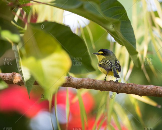 A yellow-lored tody flycatcher, Todirostrum poliocephalu, perches on a branch in the Atlantic rainforest
