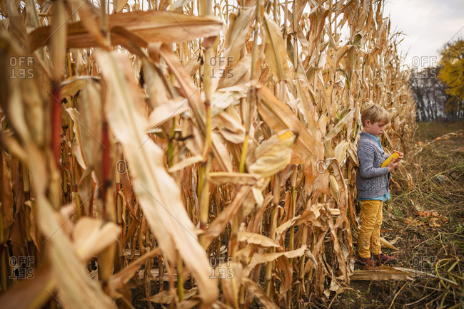 Young boy standing in front of a cornfield