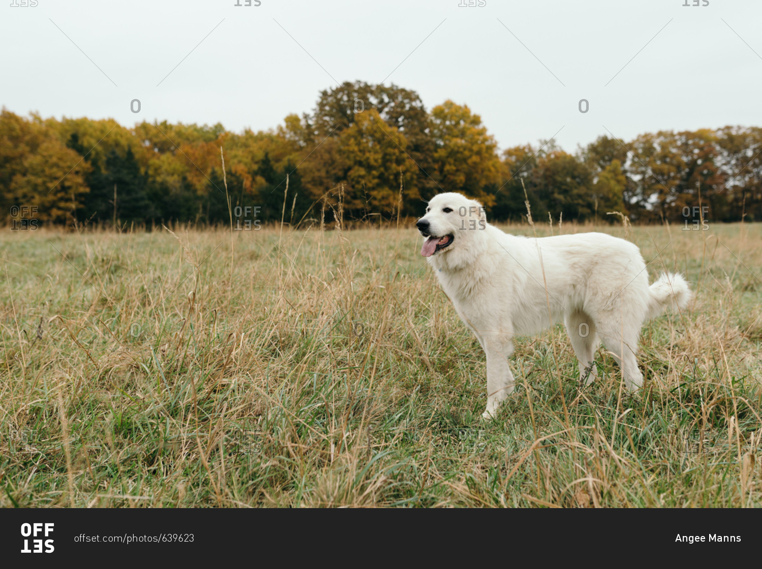 White Golden Retriever dog standing in a field - Stock Image - Everypixel