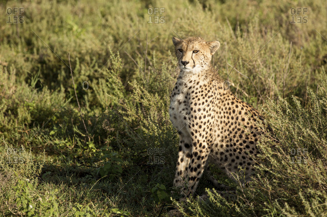 Cheetah sitting amidst plants on field